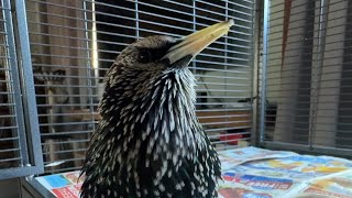 Jaunty little tune after a Beak Trim this morning ❤️ [upl. by Ddat]