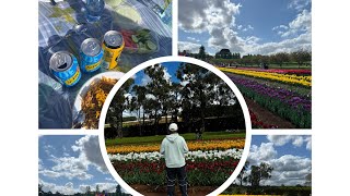 Tulip festival in MelbourneAustralia❤️❤️❤️❤️❤️❤️ [upl. by Cotterell975]