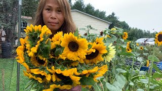 Cutting Procut Sunflower [upl. by Winsor]