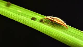 Green lacewing larvae vs bird cherryoat aphid [upl. by Schwitzer]