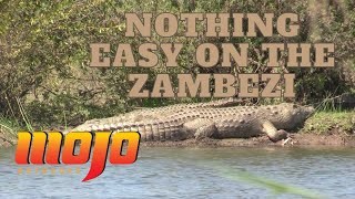 CROCODILES IN AFRICA  Zambezi River Hunt  PART TWO [upl. by Ettinger]