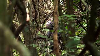 Chimpanzee Trekking  Rubondo Island Asilia Africa [upl. by Jacobsen]