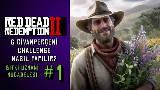 RDR2 Bitki Uzmanı Mücadelesi 6 Civanperçemi Herbalist Challenge 1 rdr2 oyun [upl. by Avis24]