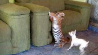 Tiger Cub playing with dog Tigrinho brincando com cão [upl. by Lizzy]