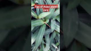 Tips for rhoeo plants care plants gardening gardningtips shorts trending hangingplants [upl. by Marcille579]