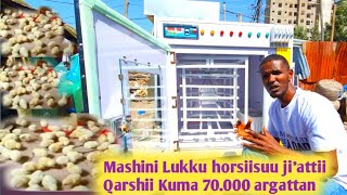 Mashinii Lukku Horsiisuu Jiattii Qarshii Kuma 70000Kani Ittin Argattan enkubeter [upl. by Eelsnia30]