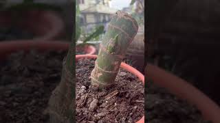 Dieffenbachia plant propagation from cutting🌱🌱dieffenbachiashortsyoutubeshorts [upl. by Esilec]