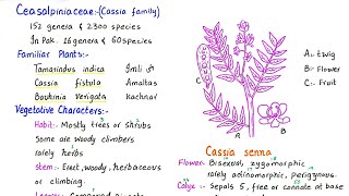 family caesalpiniaceae  floral and vegetative characters  economic importance  class 11 [upl. by Abocaj]