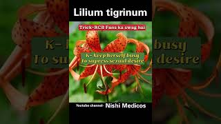 Lilium tigrinum homoeopathy medicine YouTubeNishiMedicos [upl. by Klein]