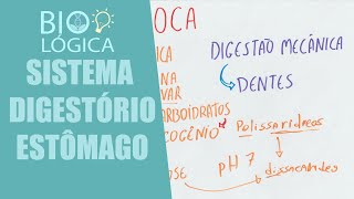 BIO LÓGICA SISTEMA DIGESTÓRIO  ESTÔMAGO PEPSINA E ACIDO CLORÍDRICO [upl. by Man]