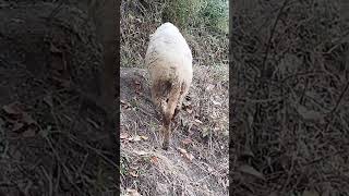 Naveed vlogs funny sheeps youtubeshorts reels viralvideo [upl. by Alfonse306]