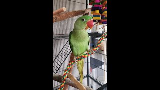 4 months old Alexandrine parrot and me [upl. by Llebasi487]