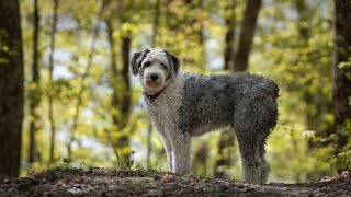 Comparing Old English Sheepdog vs Border Collie Breed Comparison [upl. by Selec]