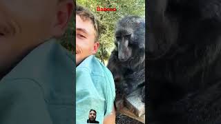 baboonshortvideo funny tigerlion wildanimal animals tiger shortfeed shortfeed cat [upl. by Nisbet]