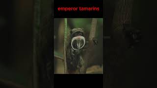 Emperor tamarin [upl. by Devad]