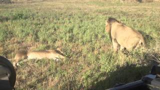 Exeter River Lodge1st old lion fart video go to second to prove its real [upl. by Jamison]