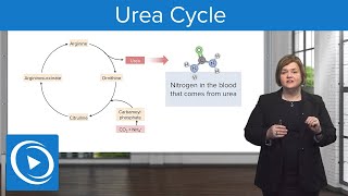 Urea Cycle – MedSurg  Lecturio Nursing [upl. by Neelyak]