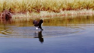 Okavango Delta boat cruise Botswana  Travel guide [upl. by Dnomaj]