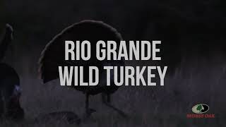 Rio Grande Wild Turkey Gobbles  A Mossy Oak Compilation [upl. by Tertia452]