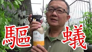 《美好生活VLOG》種菜有螞蟻怎麼辦 無毒驅蟻液開箱 魚菜共生 [upl. by Ailahs]