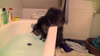 Maine Coons are playing with water [upl. by Mundy]