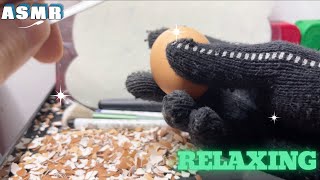 ASMR peel the shiny eggs 3 asmr relaxing [upl. by Enawd168]