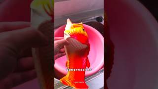 Fishslipper 😨 New Viral Gadgets Smart Appliances Kitchen Utensils Home Inventions shorts [upl. by Noskcire]