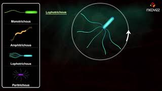 Flagella Arrangements  Arrangement of Bacterial Flagella [upl. by Oshinski61]