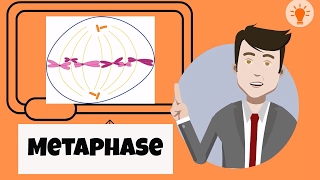 What happens during metaphase [upl. by Odiug]