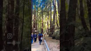 Hiking at Muir woods San Francisco [upl. by Miahc]