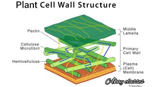 Detailed Structure of Plant Cell Wall  Plasmodesmata  Cell and molecular biology MSc botany [upl. by Erdnaxela71]