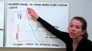 Enzymes [upl. by Rica]