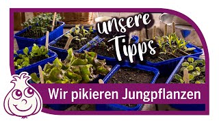 Anzucht im Februar von Jungpflanzen  richtig pikieren amp pflegen nach der Aussaat [upl. by Other372]