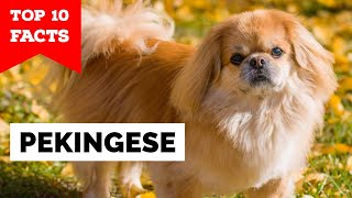 Pekingese  Top 10 Facts [upl. by Perri]