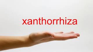 How to Pronounce xanthorrhiza  American English [upl. by Gayler198]