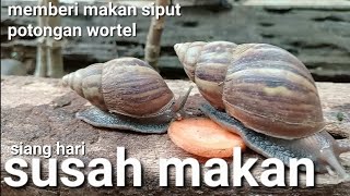 Susahnya memberi makan siput bekicot di siang hari [upl. by Analat124]