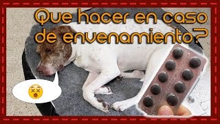 Tip ¿Que hacer en caso de envenenamiento en perros [upl. by Gluck]