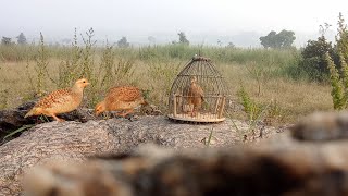 jungle teetar awaz Desi teetar sound gora teetar boli teetar check teetar video francolin calling [upl. by Irec]