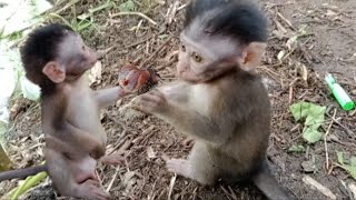 oh no Oow baby monkeys fighting over snails and beetles [upl. by Padegs971]