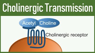 Cholinergic Transmission  Autonomic nervous system [upl. by Assehc]