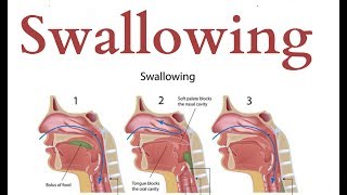 swallowing  Physiology [upl. by Ariam677]