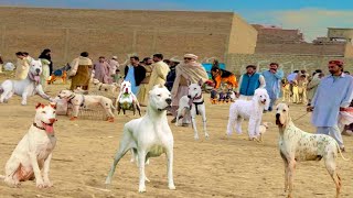 Pakistan ki sab sy mashoor dog 🐕 mandi  Biggest Dogs Market  Pk Animals vlog [upl. by Best]