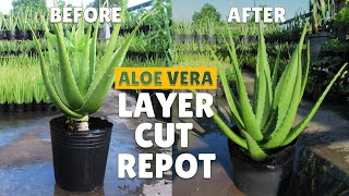 How To Layer Cut and Repot Big Aloe Vera Plant [upl. by Georgianne]