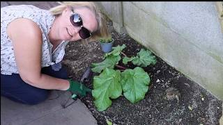 Planting “Poached Egg Flowers” Limnanthes douglasii [upl. by Proud]