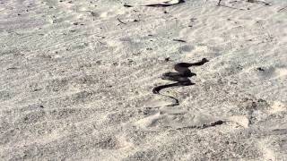 Cape Cobra on Hout Bay Beach  Video by Jeffrey Rink  Ecopsychology Africa [upl. by Ahsilrac935]