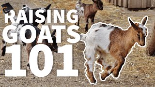 Raising Goats 101 🐐 Beginner FAQS [upl. by Aroel666]