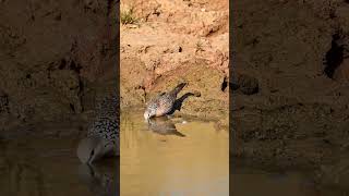 Eurasian collared dove drinking water [upl. by Farleigh]