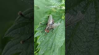 A menacing Flesh Fly lurking on a Stinging Nettle [upl. by Burty]