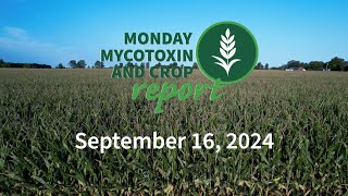 Monday Mycotoxin and Crop Report for September 16 2024 [upl. by Nerro]