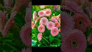 Gerbera plant garden phalphoolaursabjiyaindoorplants gardenplant floweringplant flowers [upl. by Thilda]